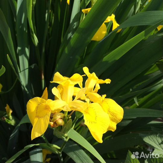 Крупный сортовой ирис