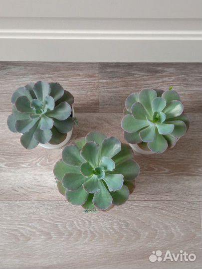 Эхеверия Шавиана