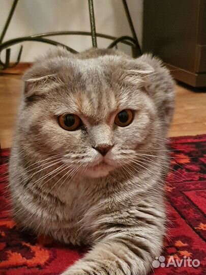 Передержка животных и выгул собак