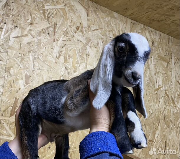 Англо нубийские козлята