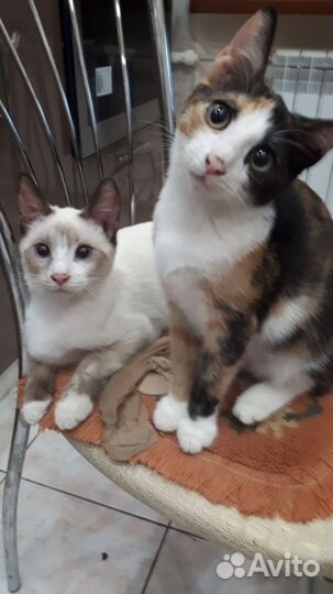 Кошка в дар бесплатно