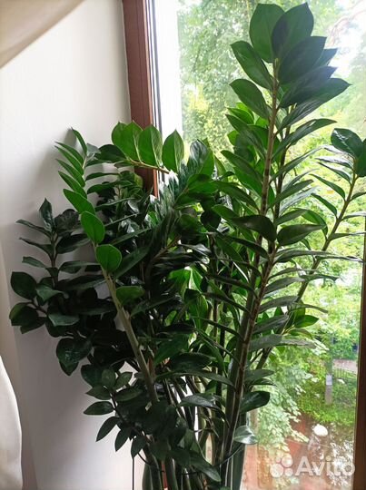 Комнатные растения