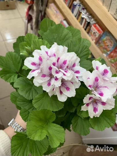 Комнатные растения цветы