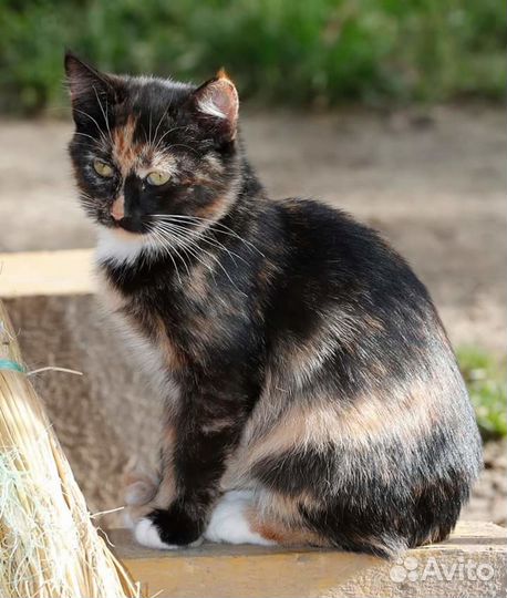 Кошачий рай,но все хотят домой