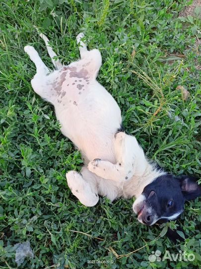 Щенок- Ягоза