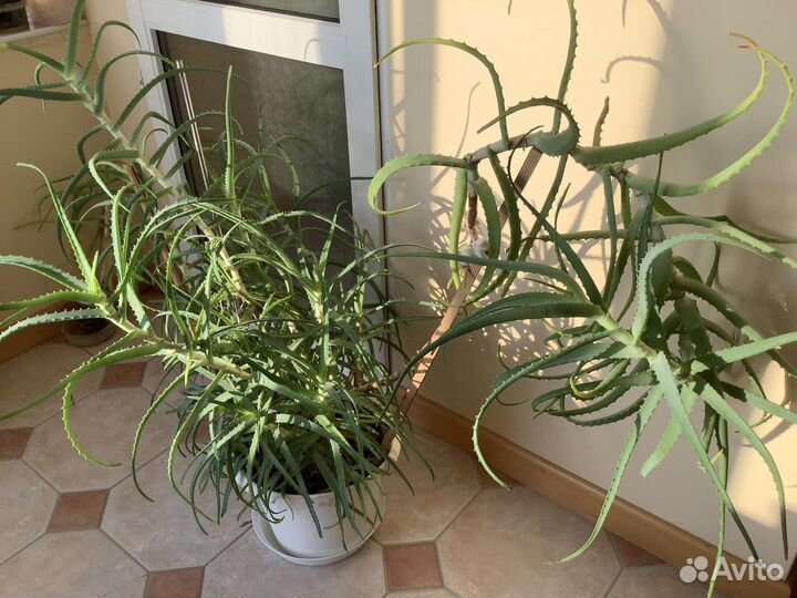 Алоэ лечебный