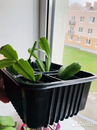 Декабрист розовый