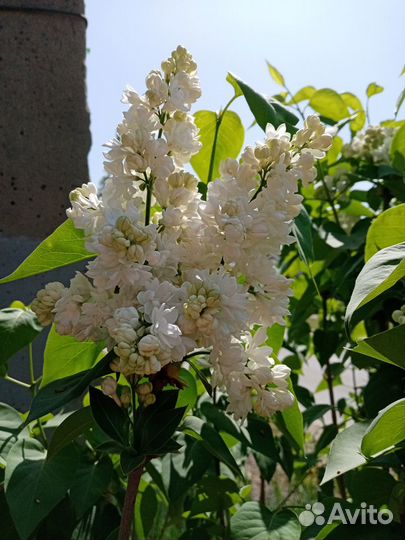 Декоративные кустарники