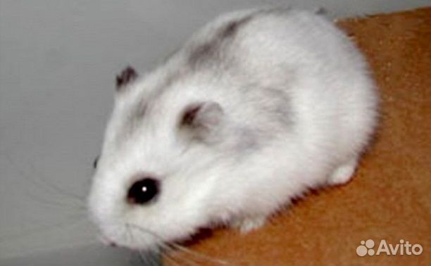 Джунгарский хомяк