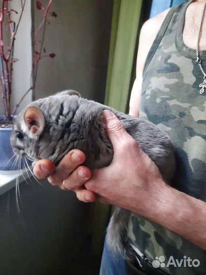 Фиолетовая шиншилла