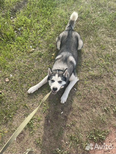 Сибирский хаски