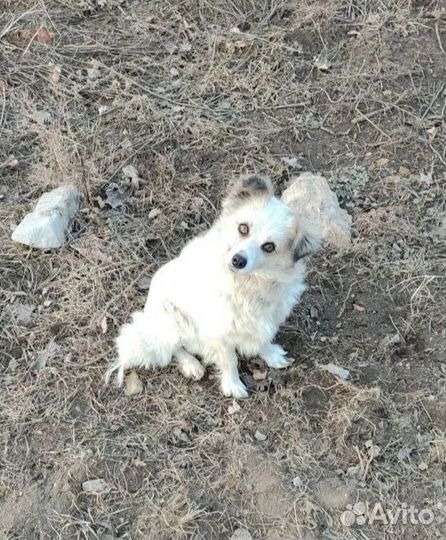 Ласковая стерилизованная девочка в добрые руки