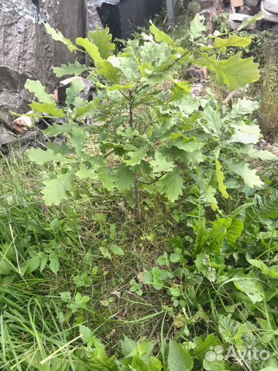 Саженцы дуба рядом с Санкт-Петербургом