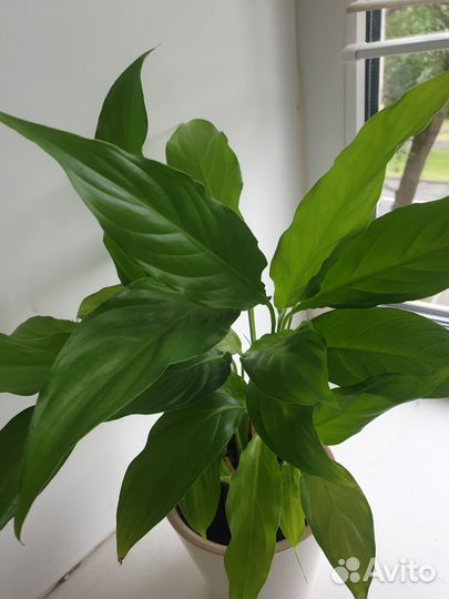 Спатифиллум