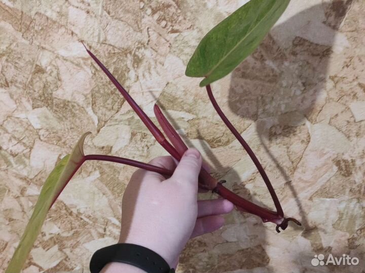 Филодендрон