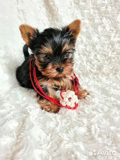 Щенки Йоркширского терьера мини