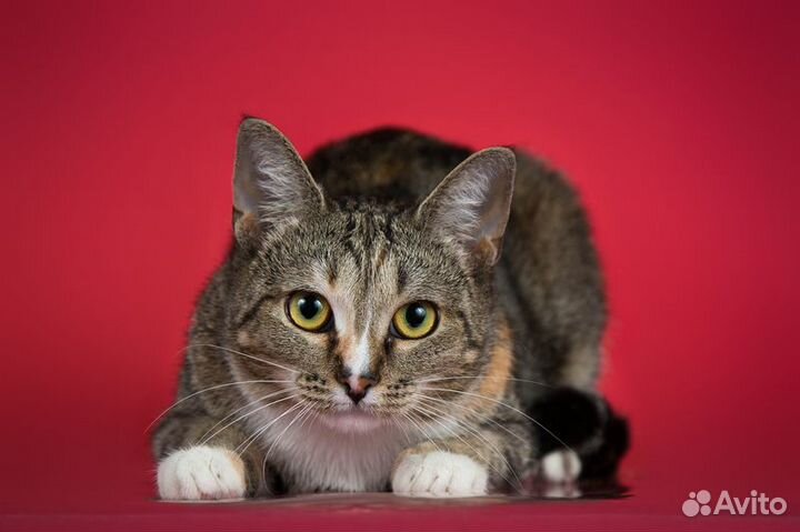 Юная мраморная трехцветная кошечка Мирабэлль в дар