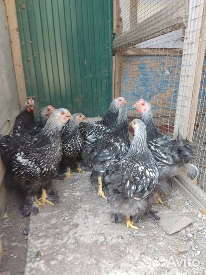 Петухи барневельдер, петухи кохинхин