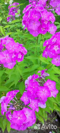 Многолетники