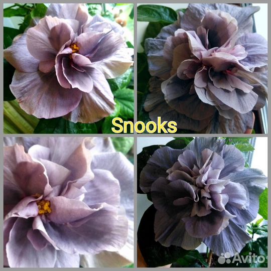 Гибискус сортовой