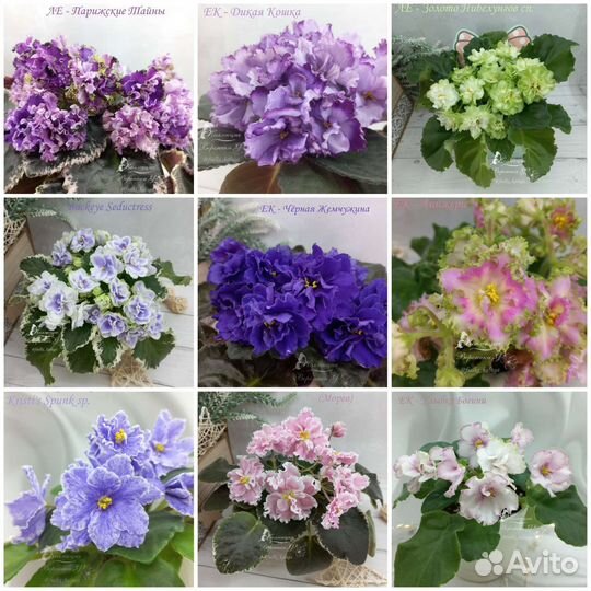 Сортовые фиалки стандарт, мини и полумини