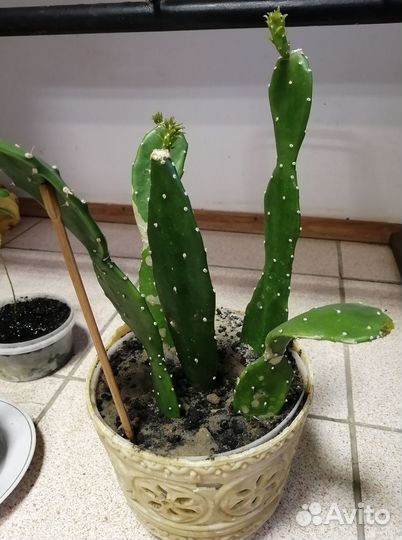 Кактус опунция