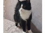Сибирская кошка купить в Ртищево 