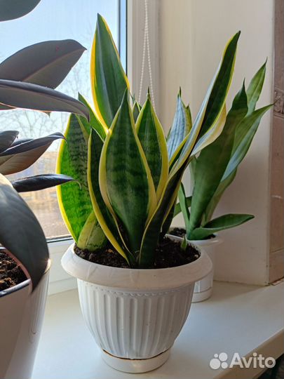 Сансевиерия