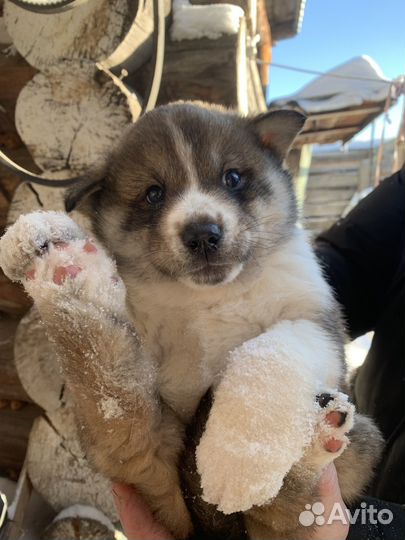 Отдам щенка в добрые руки