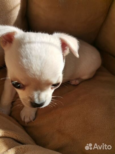 Щенки чихуахуа мини девочки
