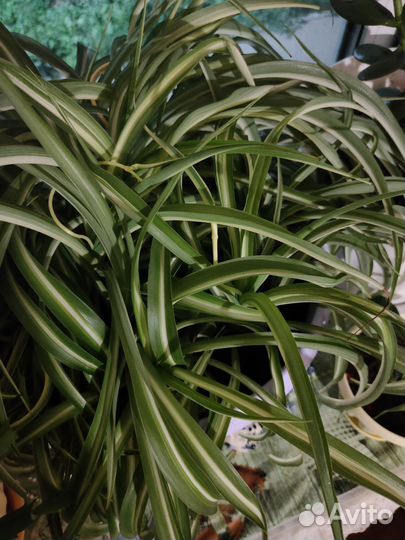 Хлорофитум кудрявый