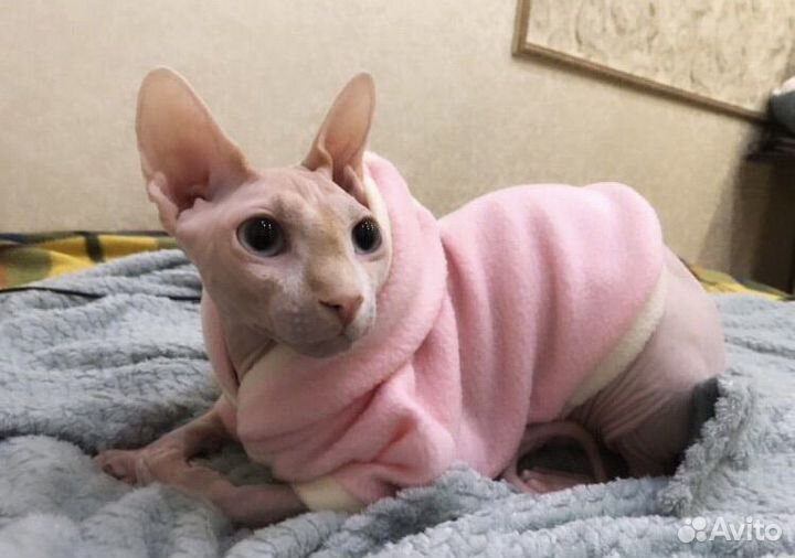 Выкройки одежды для животных / построение выкроек