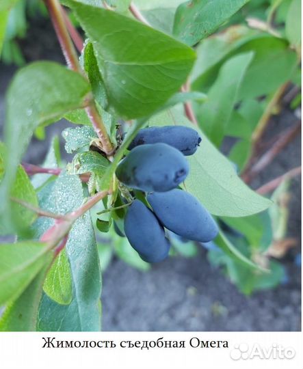 Саженцы жимолости