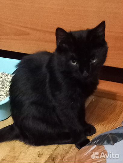 Котенок Уголек в поисках ответственных людей