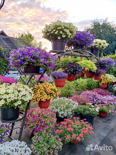 Металлическая арка для цветов петуний