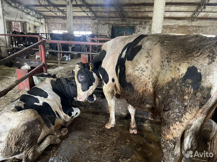 Быки на мясо