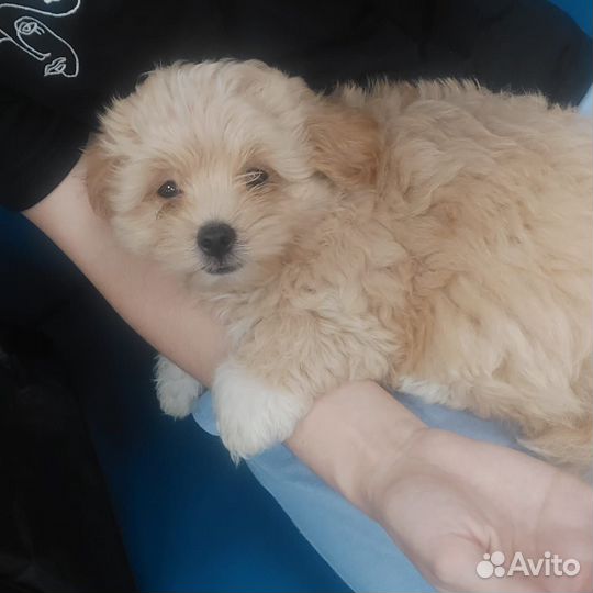 Мальчик Мальтипу