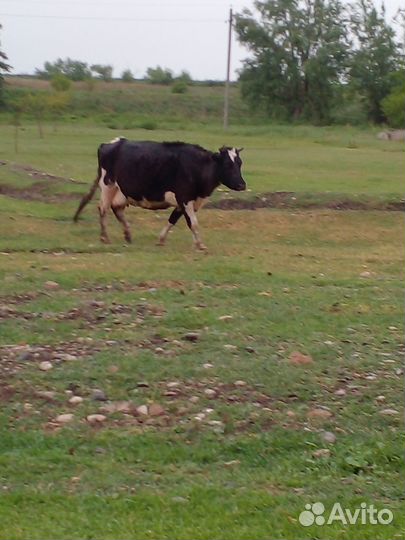 Корова стельная дойная