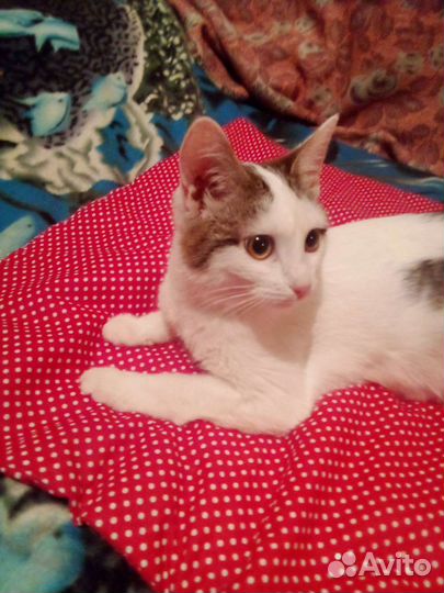 Кошечка в добрые руки