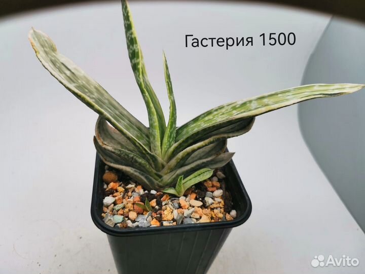 Суккуленты