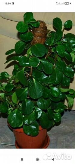 Паперомия туполистная