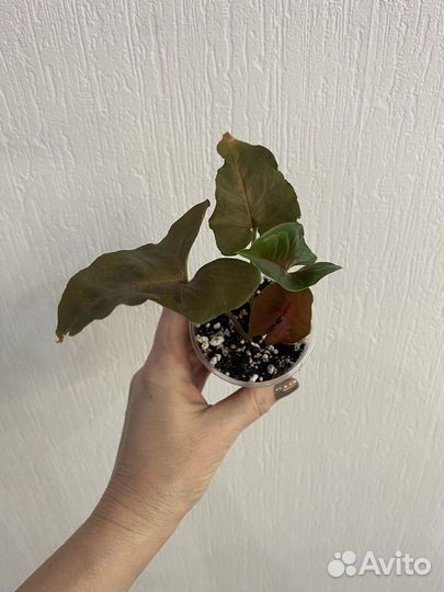 Сингониум брокант