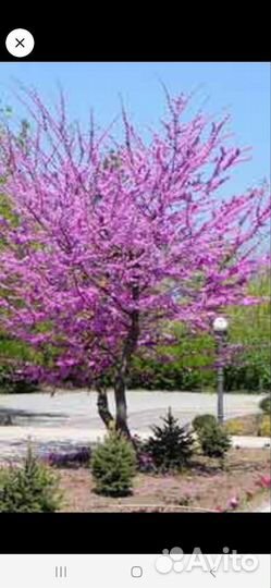 Черенки 11 видов растений декоративных