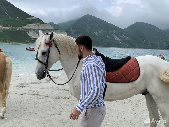 Экскурсия/гид/по Чеченской республикие