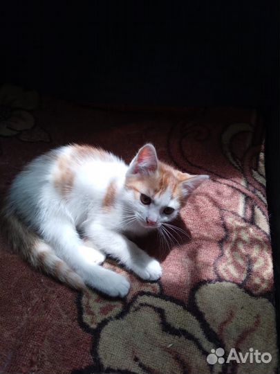 Котята в добрые руки даром
