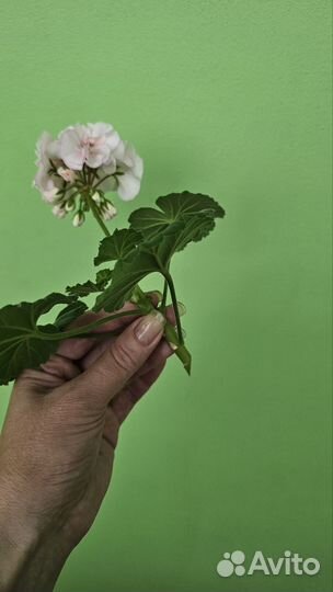 Пеларгония герань