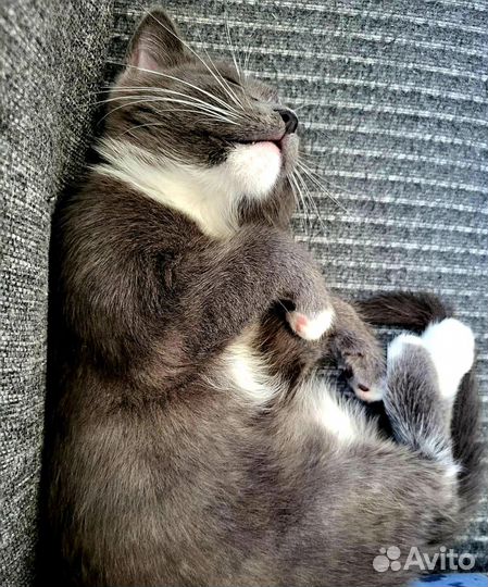 Котёнок ищет дом