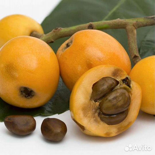 Мушмула японская