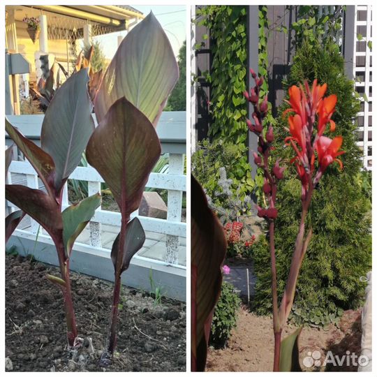 Цветы канны