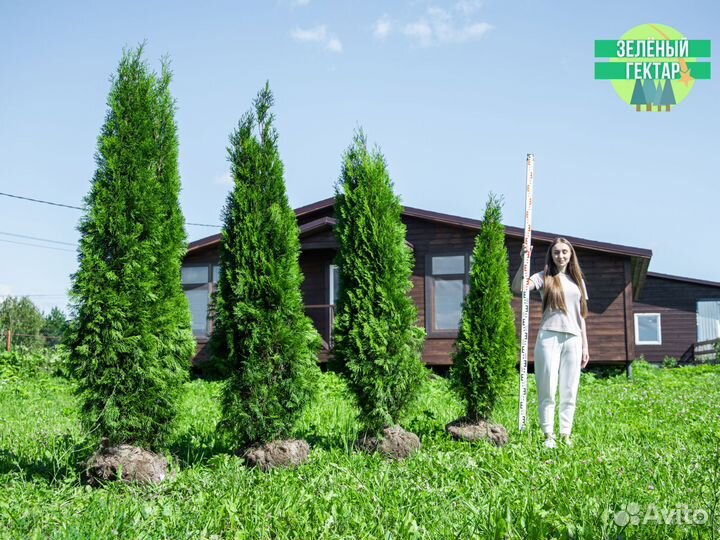 Туя 160 см